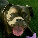 Jacob Reeder - @absolute.canine - Instagram