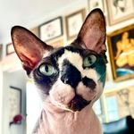 Jacob Rowan - @jacobthesphynx - Instagram
