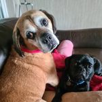 Jacob Cracker & Rupert Bear - @jacob_the_puggle - Instagram