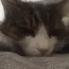 Jakob Schatz  - @jakob15.11 - TikTok