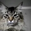 J Man - @jacobischram1460 - TikTok