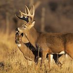 Jacob Shaver - @jacob_shavrer - Instagram
