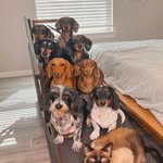 ADORABLE DACHSHUND PUPPIES FOR REHOMING - @jacobs_heavenly_dachshunds - Instagram
