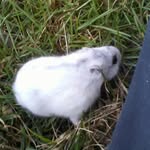 Jacob Sibert - @bdgame_bdpets_bdsports_bdfeats - Instagram