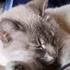 silvia jacob - @silvia.jacob4 - TikTok