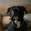 u mad fuññý - @jacobsollers100 - TikTok
