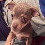 Jacob Soria - @jacob_chihuahua1 - Instagram
