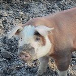 Jacob Steelman - @steelmanfarms - Instagram