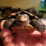 Jacob Stilwell - @stilwellreptiles - Instagram
