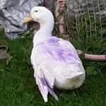 jacob stine - @frogdog0709 - Instagram