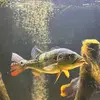 Fishtok - @jacobfishtok - TikTok