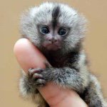 Jacobstoehr - @monkey_12345678910 - Instagram