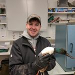 Jacob Straub - @straub_waterfowl_lab - Instagram