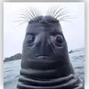 hewwo i wuv u - @jacob_tharp0 - TikTok