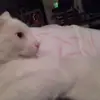 jacobbeatrice8 - @jacobbeatrice8 - TikTok