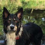 Jacob Walls - @kingofthebordercollies - Instagram