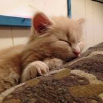 Jacob-jax-westerman - @jax_the_cat2018 - Instagram