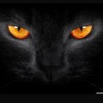 Jacob Whitton - @black_cats5739 - Instagram