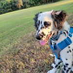 @jacques_thelongcoateddal - Instagram