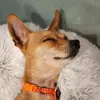 BellaBella - @jacquelenevogele - TikTok
