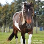 Jacque Waters - @tasmanmorgans - Instagram