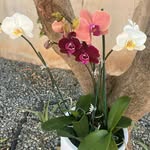 Jacqueline Aaron - @jacquelineaaron678 - Instagram