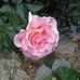 Jacqueline Bert - Facebook