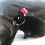 The Bunnys - @elenor_madge_jacqueline_bunnys - Instagram