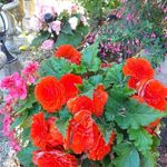 Jacqueline Clement - @jacqueline.clement.560 - Instagram