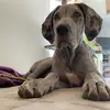 Jacqueline - @jacquelinegreatdane - TikTok