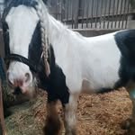 Jacqueline Findlay - @jacquelinefindlay12345 - Instagram