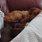 Jacqueline Goodwin - @toonaughtysausages - Instagram