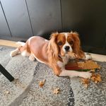 Jacqueline Hamelinck - @hamelinckjacqueline - Instagram