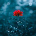 Jacqueline Henning - Facebook