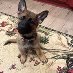Jacqueline Judd - @gsdmom.4 - Instagram