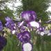 Jackie Klug - Facebook