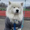 Pawaffair - @jacquelinegaonalevin - TikTok