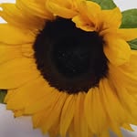 Jacqueline - @jacquelinemcnamee365 - Instagram