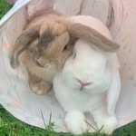 Jacqueline O’Donnell Ross - @hawks_landinglionsandlops - Instagram