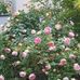 Jacqueline Petit - Facebook