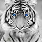 Jacqueline Collins Rowan - Facebook