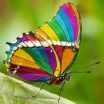 Jacqueline Seiler - @sophiflutterby - Instagram