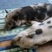 Jackie Pulley Silverman - Facebook