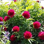Jacqueline Vincent - @j.vincent3978 - Instagram