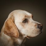 Jacqueline Vos - @jillmylabrador - Instagram