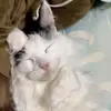 Jacqueline.Wolfe - @jacquelinewolfeyrympyvn - TikTok