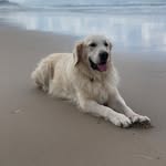 Jacqueline Archer - @kai.thegoldenretriever - Instagram