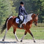 Jacquelyn Arnold - @jacquelyn.eventing - Instagram