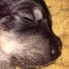 Puppy girl - @jacqulynbenton - TikTok