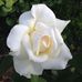 Jacquelyn Carrier - Facebook